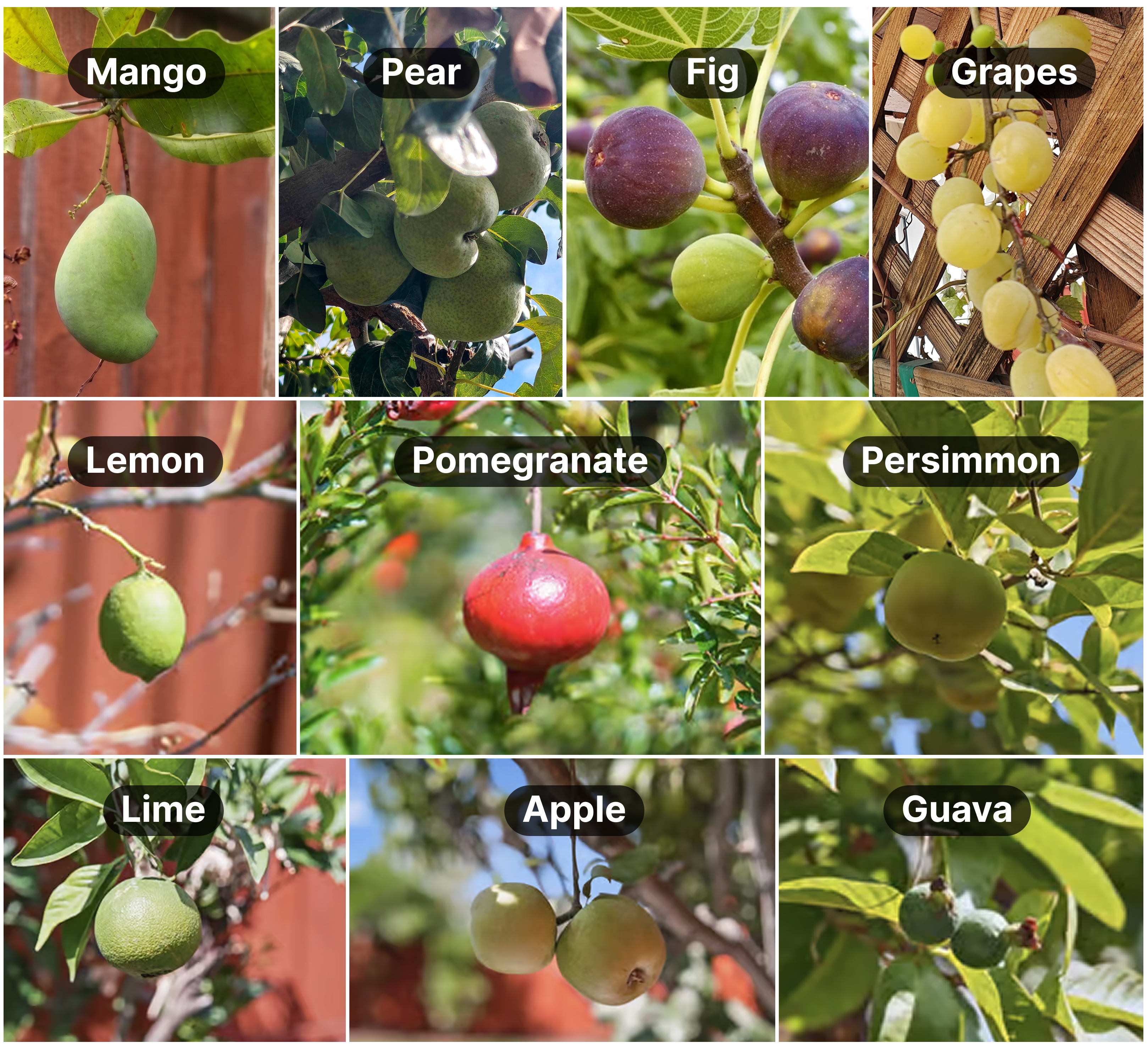 Fresh fruits harvested from the private orchard